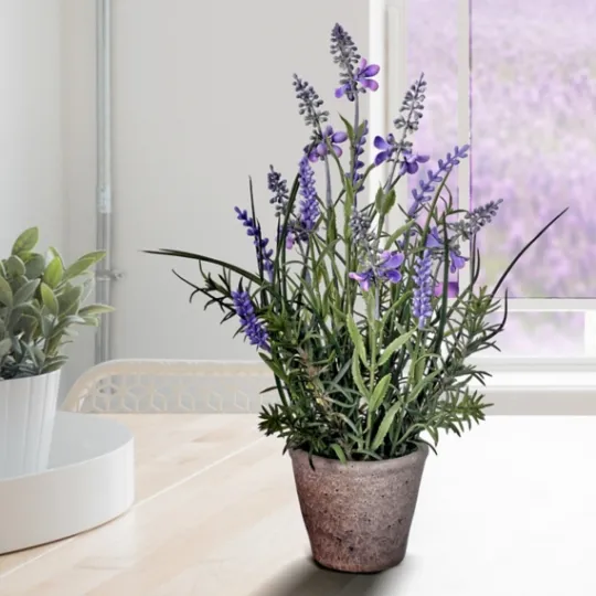 Kirkland's Home Lavender Plant In Speckled Cement Planter- Arrangements & Greenery