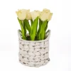 Kirkland's Home Light Tulip Arrangement In Basket- Arrangements & Greenery