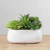 Kirkland's Home Mixed Succulent Arrangement In White Ceramic Bowl- Arrangements & Greenery