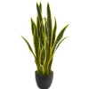 Kirkland's Home Modern Potted Laurentii Snake Plant- Arrangements & Greenery