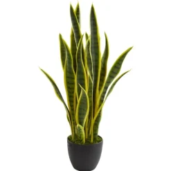 Kirkland's Home Modern Potted Laurentii Snake Plant- Arrangements & Greenery