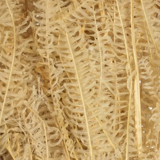 Kirkland's Home Natural Bleached Andares Fern Stems, Set Of 9- Stems & Bouquets
