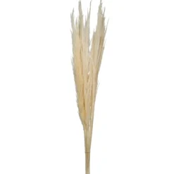 Kirkland's Home Natural Bleached Pampas Grass Stems, Set Of 6- Stems & Bouquets