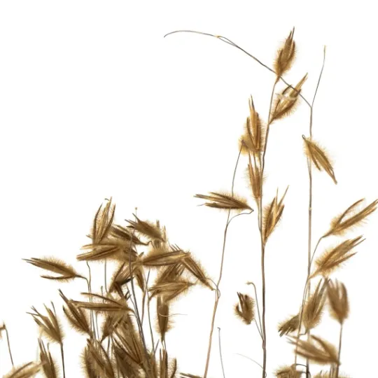 Kirkland's Home Natural Dried Princess Grass Bundles, Set Of 3- Stems & Bouquets