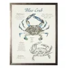 Kirkland's Home Nature Study Of A Blue Crab Framed Art Print- Framed Art
