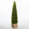 Kirkland's Home Obelisk Boxwood Topiary In Wood Box, 48 In.- Trees & Topiaries