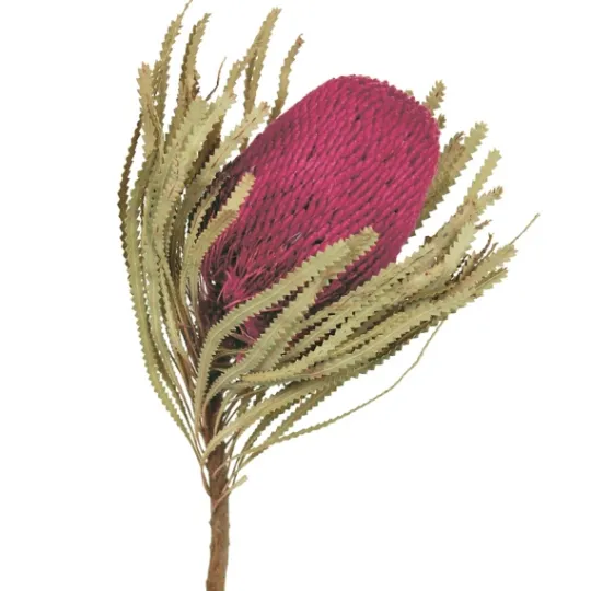 Kirkland's Home Orchid Dried Jumbo Banksia Stems, Set Of 3- Stems & Bouquets