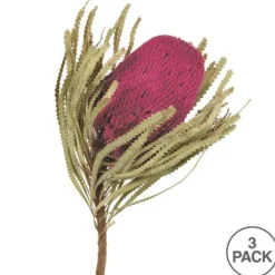 Kirkland's Home Orchid Dried Jumbo Banksia Stems, Set Of 3- Stems & Bouquets