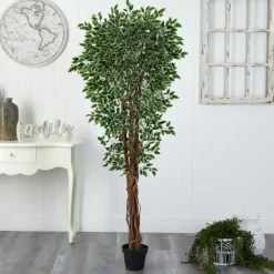 Kirkland's Home Outdoor Variegated Ficus Tree In Black Planter- Trees & Topiaries