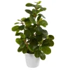 Kirkland's Home Peperomia Arrangement In White Planter- Arrangements & Greenery