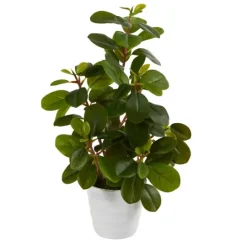 Kirkland's Home Peperomia Arrangement In White Planter- Arrangements & Greenery