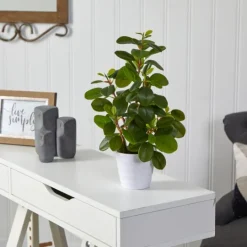 Kirkland's Home Peperomia Arrangement In White Planter- Arrangements & Greenery