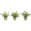 Kirkland's Home Potted Fern Arrangements, Set Of 3- Arrangements & Greenery