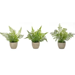 Kirkland's Home Potted Fern Arrangements, Set Of 3- Arrangements & Greenery