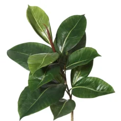 Kirkland's Home Potted Green Rubber Tree, 5 Ft.- Trees & Topiaries