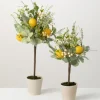 Kirkland's Home Potted Lemon And Berry Herb Trees, Set Of 2- Trees & Topiaries