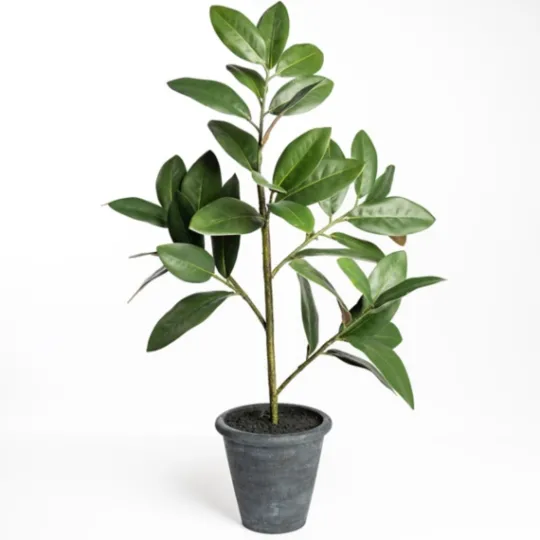 Kirkland's Home Potted Magnolia Tree- Trees & Topiaries