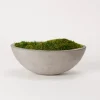 Kirkland's Home Preserved Mood Moss In Oval Concrete Bowl- Arrangements & Greenery