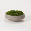 Kirkland's Home Preserved Mood Moss In Round Cement Bowl- Arrangements & Greenery
