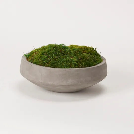 Kirkland's Home Preserved Mood Moss In Round Cement Bowl- Arrangements & Greenery