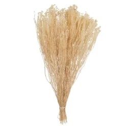 Kirkland's Home Preserved Natural Bleached Staavia Bush- Stems & Bouquets