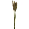 Kirkland's Home Preserved Plume Reed Bundles, Set Of 2- Stems & Bouquets