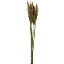 Kirkland's Home Preserved Plume Reed Bundles, Set Of 2- Stems & Bouquets