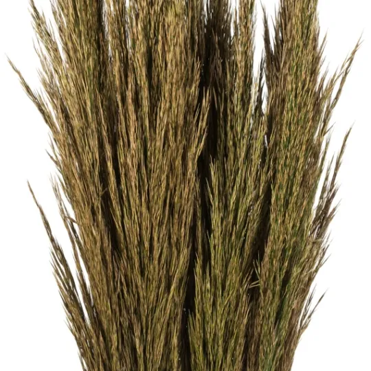 Kirkland's Home Preserved Plume Reed Bundles, Set Of 2- Stems & Bouquets