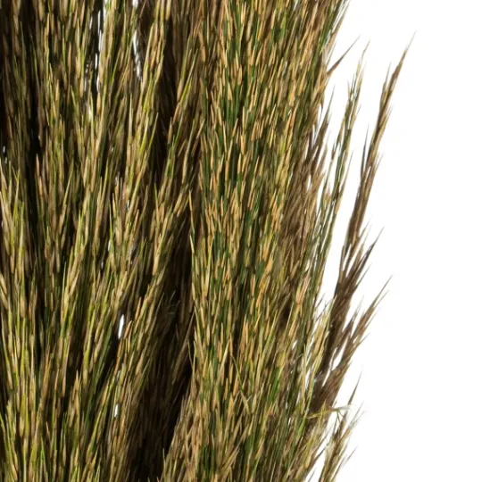 Kirkland's Home Preserved Plume Reed Bundles, Set Of 2- Stems & Bouquets