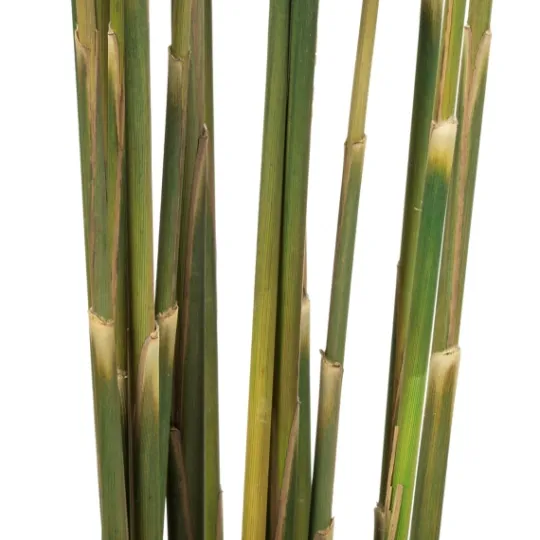 Kirkland's Home Preserved Plume Reed Bundles, Set Of 2- Stems & Bouquets