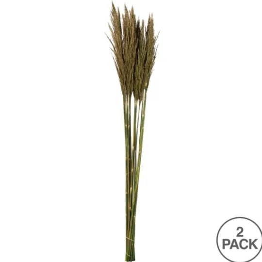 Kirkland's Home Preserved Plume Reed Bundles, Set Of 2- Stems & Bouquets