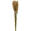 Kirkland's Home Preserved Plume Reed Bundles, Set Of 2- Stems & Bouquets