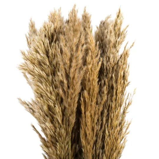 Kirkland's Home Preserved Plume Reed Bundles, Set Of 2- Stems & Bouquets