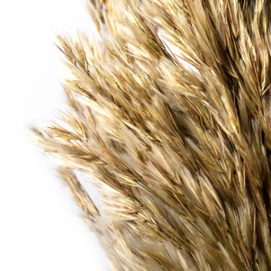 Kirkland's Home Preserved Plume Reed Bundles, Set Of 2- Stems & Bouquets