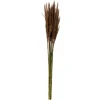 Kirkland's Home Preserved Plume Reed Bundles, Set Of 2- Stems & Bouquets