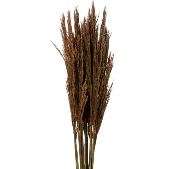 Kirkland's Home Preserved Plume Reed Bundles, Set Of 2- Stems & Bouquets