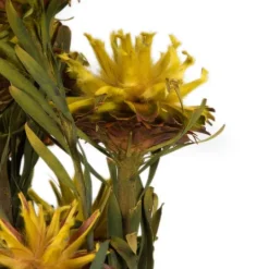 Kirkland's Home Preserved Plumosum Flower Bundle- Stems & Bouquets