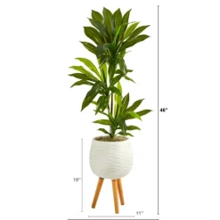 Kirkland's Home Real Touch Dracaena In Mossy Tripod Planter- Trees & Topiaries