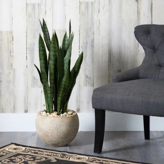 Kirkland's Home Sanserviera River Rock Plant In Sand Planter- Trees & Topiaries