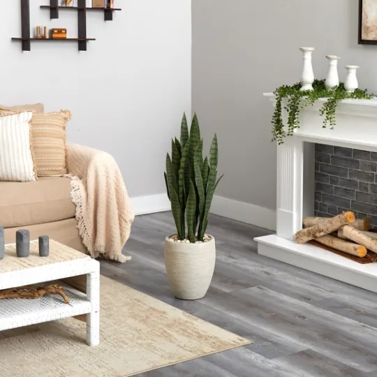 Kirkland's Home Sansevieria Arrangement In Sand Planter- Trees & Topiaries