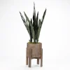 Kirkland's Home Snake Plant In Round Wooden Planter Stand, 36 In.- Arrangements & Greenery