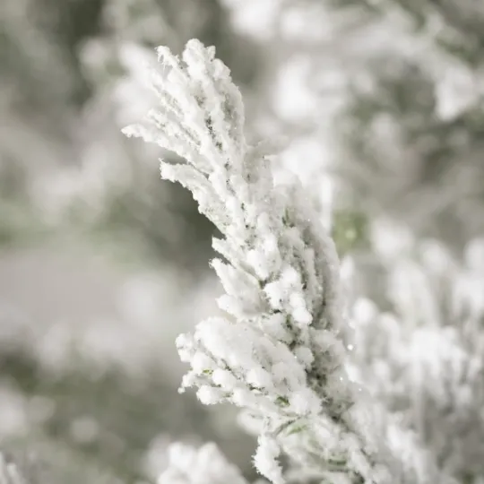 Kirkland's Home Snowy Pine White Potted Christmas Trees, Set Of 3- Arrangements & Greenery