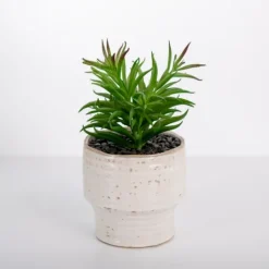 Kirkland's Home Succulent In Ribbed White Planter- Arrangements & Greenery