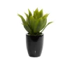 Kirkland's Home Succulent In Sleek Black Planter- Arrangements & Greenery