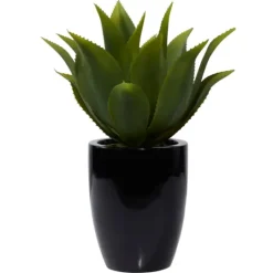 Kirkland's Home Succulent In Sleek Black Planter- Arrangements & Greenery