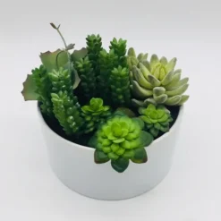 Kirkland's Home Succulent Variety In Modern White Planter- Arrangements & Greenery