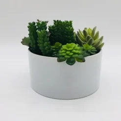 Kirkland's Home Succulent Variety In Modern White Planter- Arrangements & Greenery