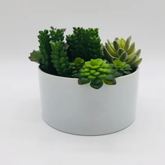 Kirkland's Home Succulent Variety In Modern White Planter- Arrangements & Greenery