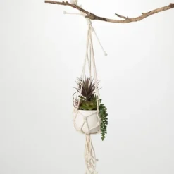 Kirkland's Home Succulents In Hanging Macrame Planter- Arrangements & Greenery
