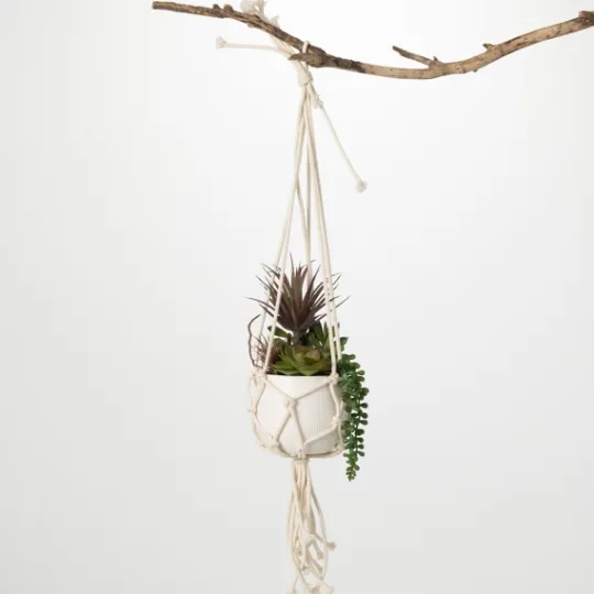 Kirkland's Home Succulents In Hanging Macrame Planter- Arrangements & Greenery